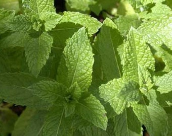 Semillas de menta 30 g / Semillas de hierba de menta / Semillas de hierbas tradicionales no transgénicas / Hierba para té y cocina / Cultivo en jardín y maceta