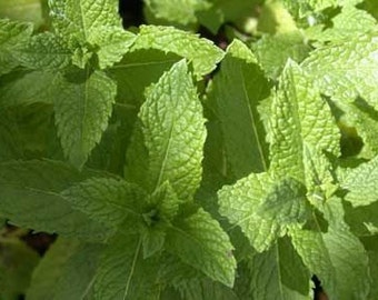 Organic Mint seeds, non gmo mint seeds, mochito mint, unique mint seeds, mint plant, fresh mint,herb tea mint,code 060,gardening