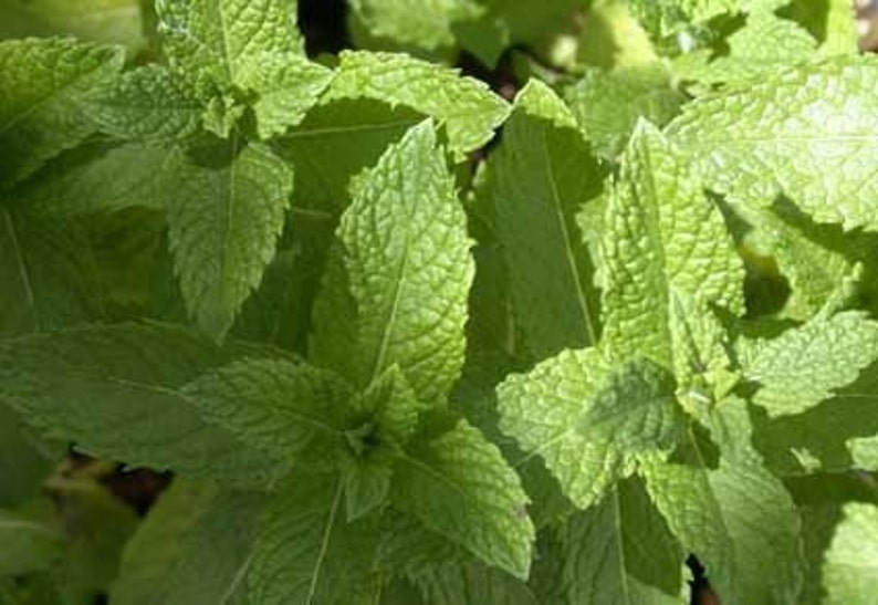 Semi Di Menta Piperita 0,1g | Erba Aromatica Da Balcone O Giardino | Facile Coltivazione | Cucina, Tè, Rimedi Naturali - Foto 5