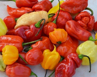 Hot peppers mix seeds,code 810, mixed bell peppers, gardening, vegetable seeds,red pepers,green peppers,yellow peppers, orange peppers