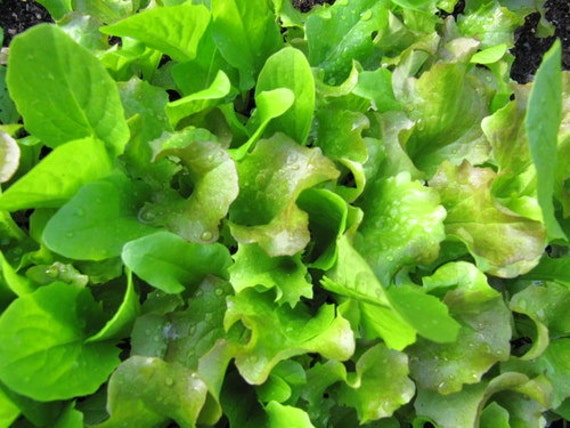 Endive Ruffec Seeds 1000 Seeds Antidi Seeds Code 130 Etsy
