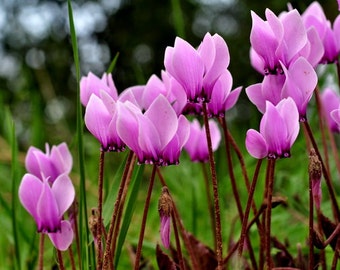 Semillas de flores de ciclamen persicum - Flores rosadas de primavera