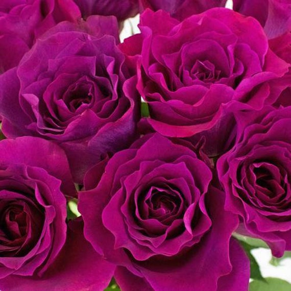 Beknopt Ik was mijn kleren Vooruitzicht Fuchsia paarse rozen zaden 20 zaden code 615 - Etsy Nederland
