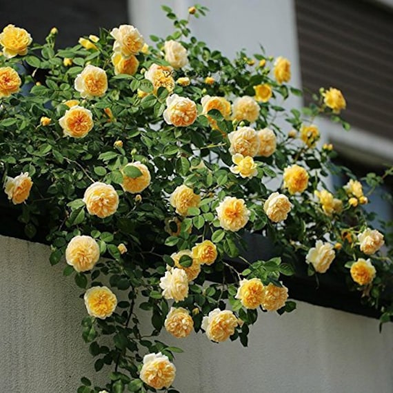100 Semi Di Rosa Gialla (Yellow Rose) – Coltiva Fiori Splendidi Al Miglior Prezzo