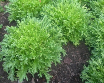 Erect curled Endive seeds - 200 seeds - antidi  seeds code 869