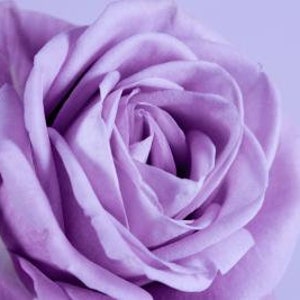 Sterling silver rose seeds 20 seeds- code 181 - light purple  rose