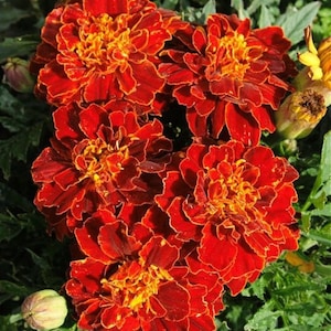 Könnte beinhalten: Eine Gruppe von roten und orangefarbenen Ringelblumen mit gekräuselten Blütenblättern. Die Blüten sind in voller Blüte und haben eine leuchtende Farbe.