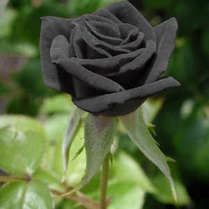 Black rose seeds - 20 seeds - code 001
