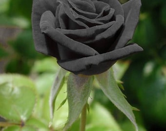 Buy Black Rose Seeds - 20 Seeds - Code 001 Online in India - Etsy