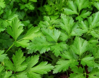 Parsley seeds - petroselinum sativum - herb seeds - 500 seeds- code 036