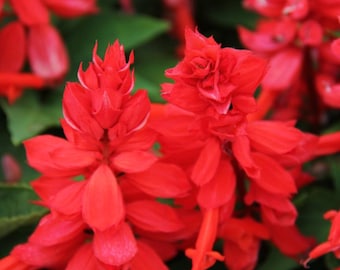 Può includere: Primo piano di fiori rossi vibranti con una delicata texture arricciata. I fiori sono raggruppati insieme, creando una mostra densa e colorata.