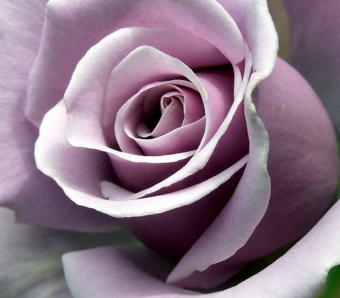 ROSE☆ROSE il_1080xN.1327736385_qnjr.jpg