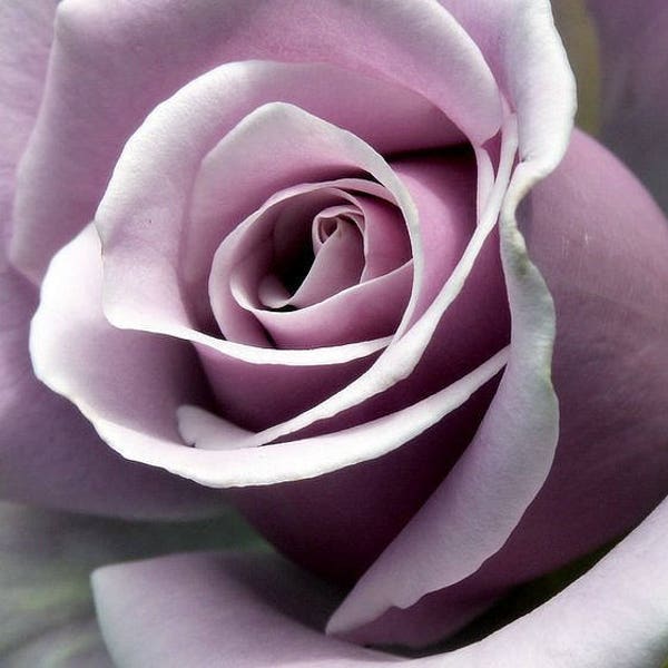 Semillas de rosa de plata de ley 20 semillas- código 181 - rosa violeta claro
