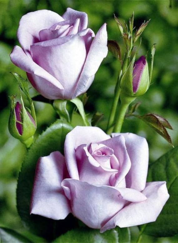 パープルローズ 楽天市場】ライブディオzx パープルの通販