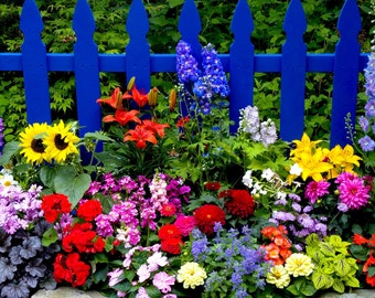 Summer flowers mix seeds - code 31