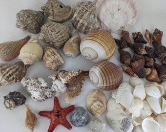 Mixed seashell assortment, Murex seashells, conch seashells, seashell decor, seashell crafts, beach theme home decor, beach wedding