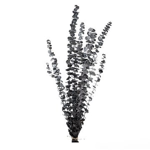 25&quot; preserved spiral black eucalyptus, dried eucalyptus, all natural eucalyptus, eucalyptus spray, preserved eucalyptus,