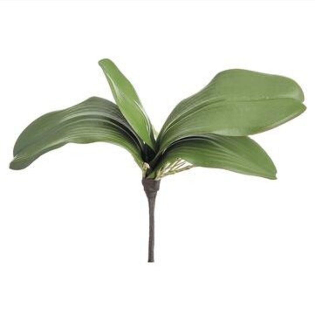 10 Green Soft Phalaenopsis Orchid Leaf Plant With 4 Leaves, Real Feel