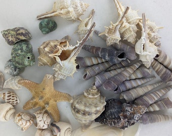 Mixed seashell assortment, Murex seashells, conch seashells, seashell decor, seashell crafts, beach theme home decor, beach wedding