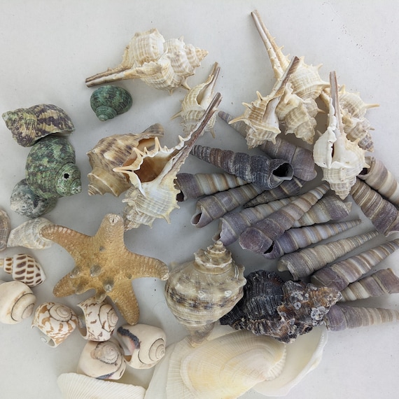 Assorted Sea Shells Natural Beach / Seashells Mixed Craft