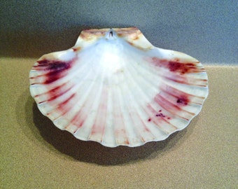 Seashell Soap Dish/Trinket Dish | Approximate size is 5" x 5" x 1"