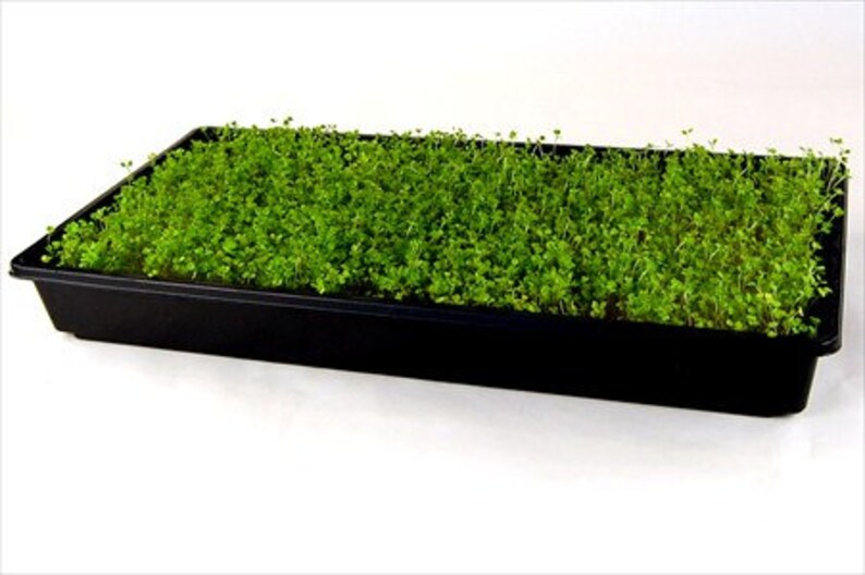 Arugula Microgreens Seeds 4 Oz Package Growing Micro Greens /& More