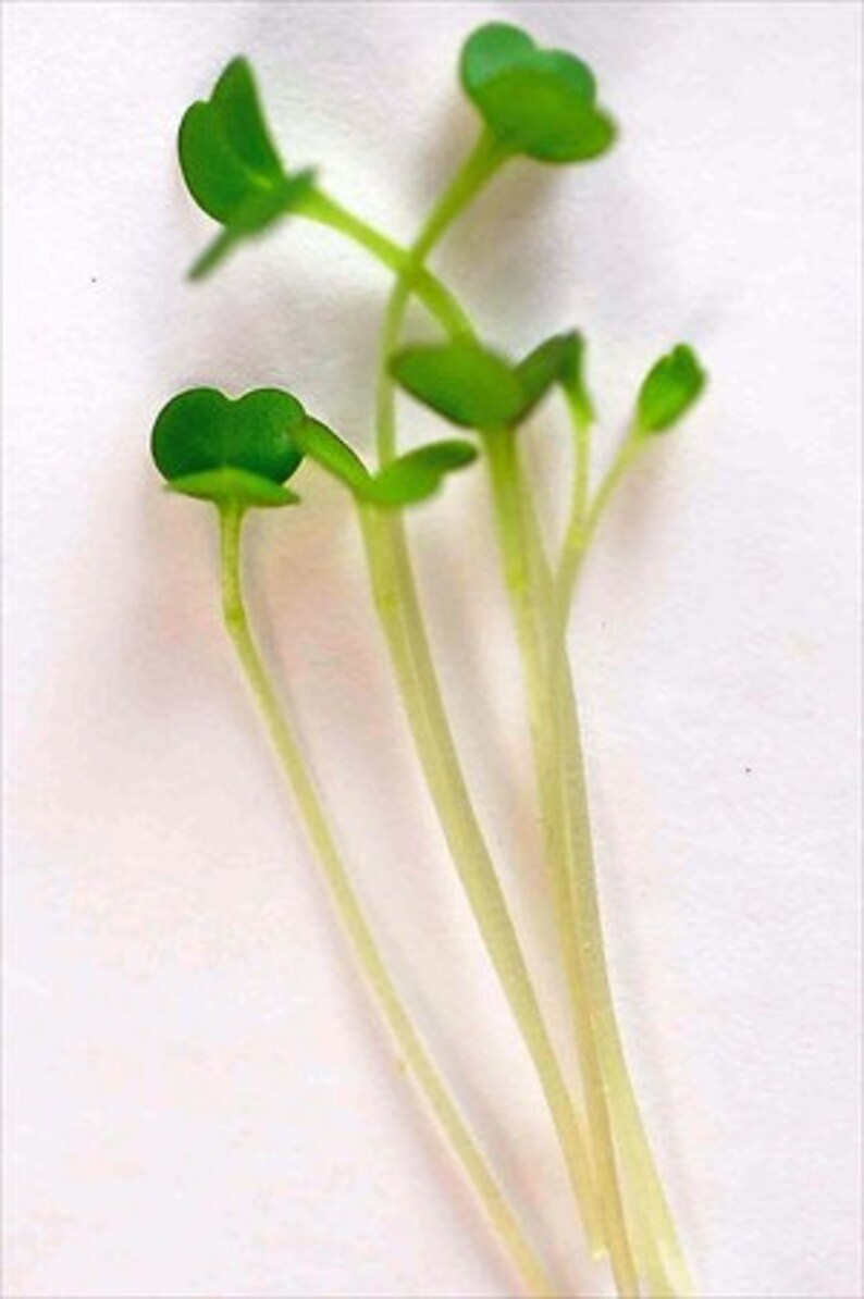 Arugula Microgreens Seeds 4 Oz Package Growing Micro Greens /& More