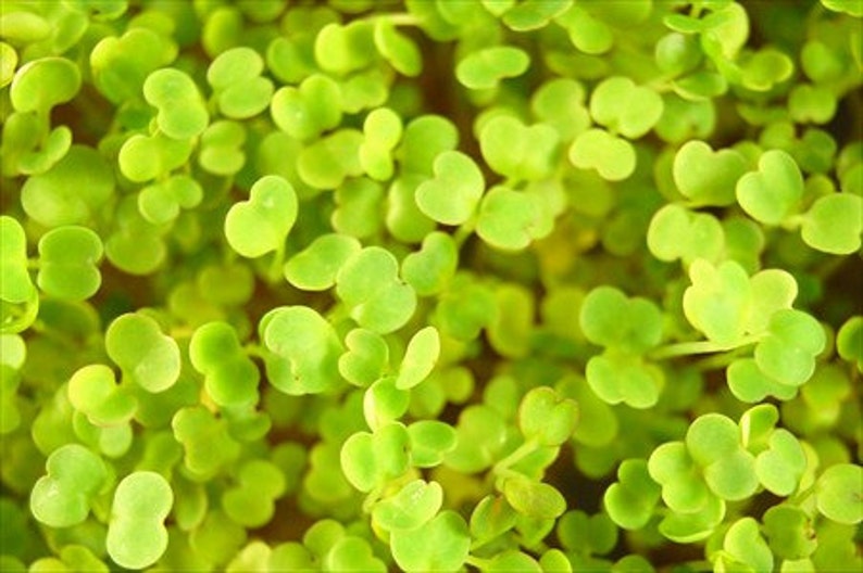 Arugula Microgreens Seeds 4 Oz Package Growing Micro Greens /& More