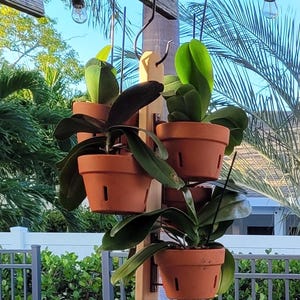 Cedar Hanging Orchid Garden for 6 Plants: Vertical Display, Magazine Featured Hangers