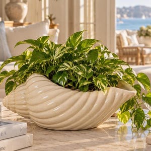 May include: A cream-colored ceramic planter shaped like a large conch shell, containing a lush pothos plant with variegated green and white heart-shaped leaves that spill over the edges of the shell-shaped container.