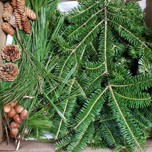 May include: A cardboard box filled with green pine branches and brown pine cones.