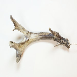 XL DEER ANTLER| dark, craft supply