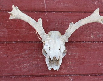 REAL DEER SKULL with antlers/ White tail deer skull weathered white