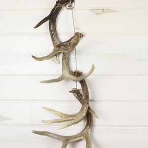 DEER ANTLERS| set of 4 real whitetail deer antlers