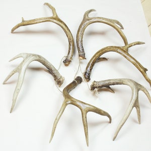 DEER ANTLERS| set of 6 real whitetail deer antlers
