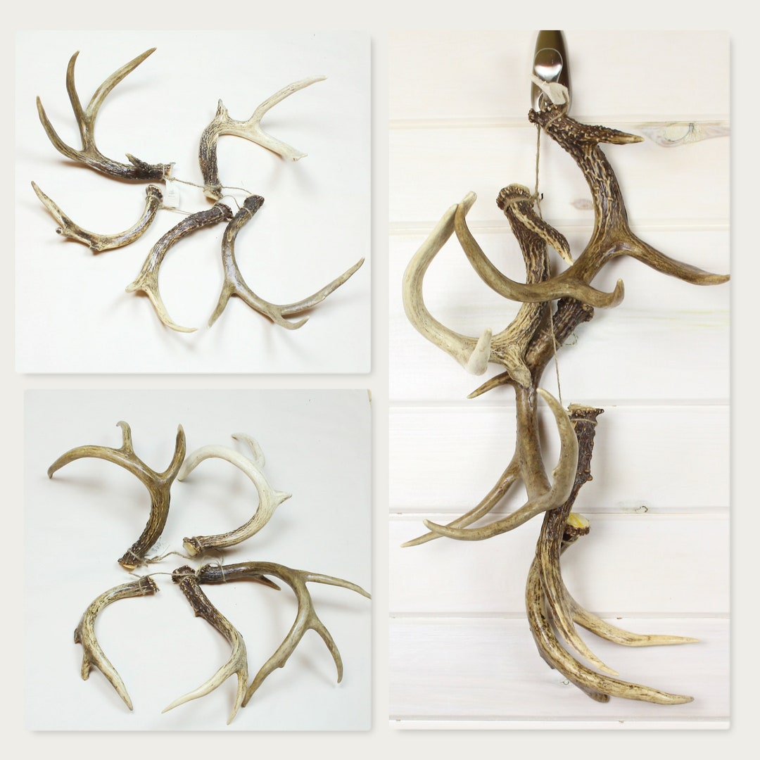 DEER ANTLERS Set of 5 Real Whitetail Deer Antlers Etsy