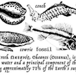 Unmounted Sheet of Rubber Stamps - Sea Life