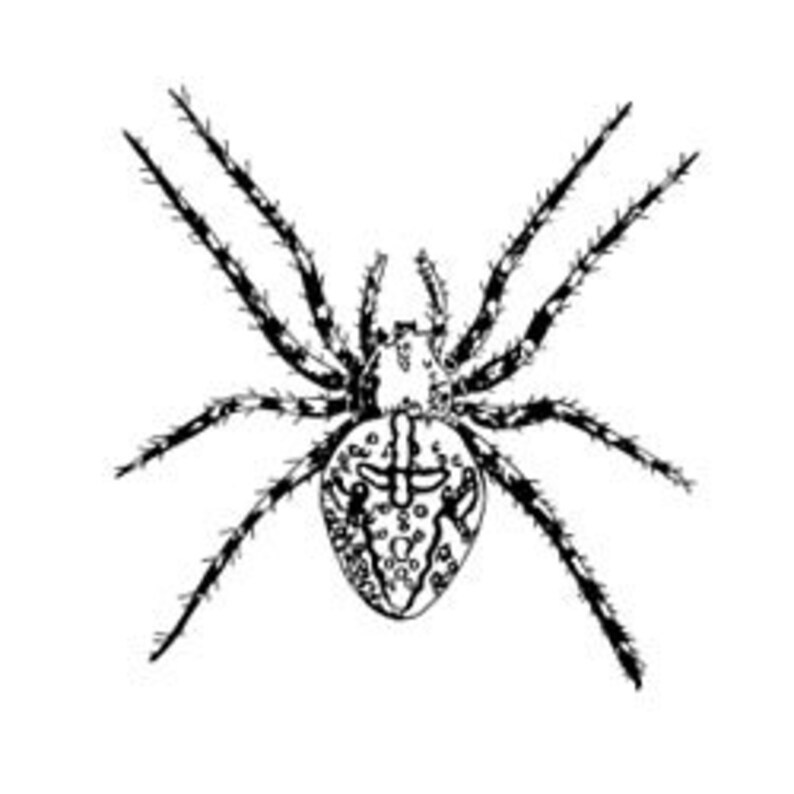Unmounted Rubber Stamp Garden Spider image 1
