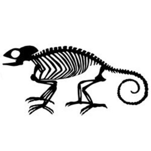 May include: Black and white silhouette of a chameleon skeleton. The skeleton is posed in a walking position with its tail curled.