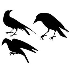 May include: Three black crow silhouettes in various poses, with one crow facing forward, one crow facing left, and one crow facing right.