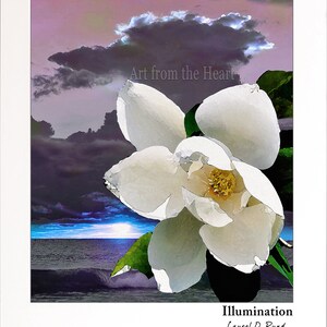 Illumination - coastal sunset with white magnolia