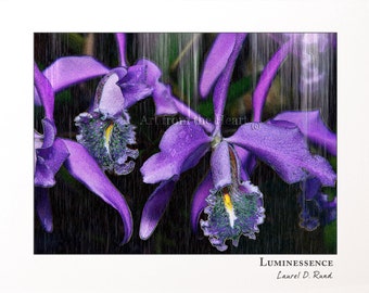 Luminessence - Purple Orchids with Rain. Inspirational Art from the Heart is the Essence of Laurel