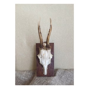 Vintage Roe Deer Skull Mount: Real Antlers on Wood Plaque