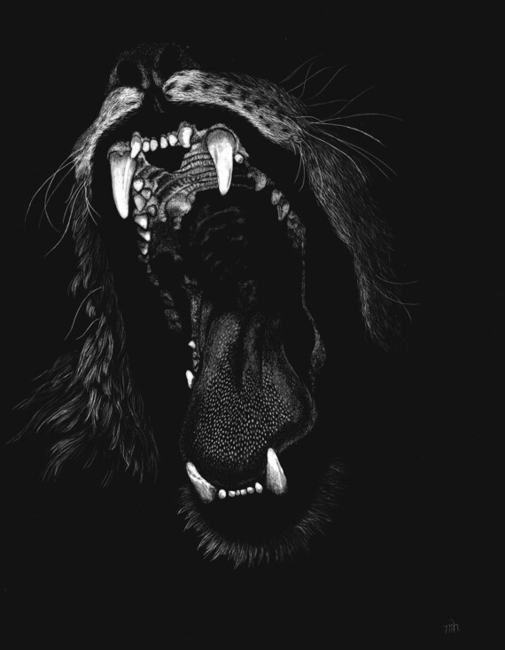 Lion Roar Scratchboard