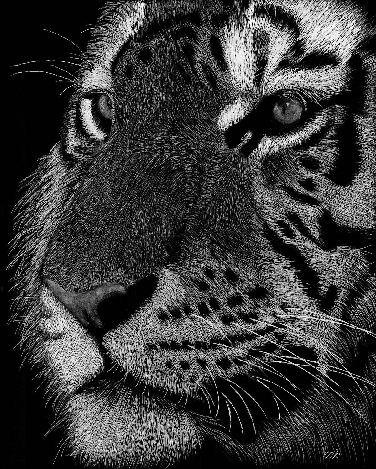 Beautiful, Affordable Scratchboard Art Print Tiger Etsy