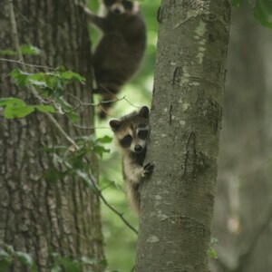 Digital Download - Peek-A-Boo Baby Raccoons