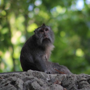 Digital Download. Ubud,Bali. Ubud Monkey Forest. Indonesia.  Wildlife.