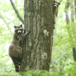 Digital Download - Mama raccoon and baby