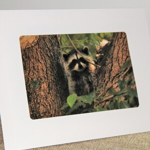 Vancouver, British Columbia, Baby Raccoons! Photo Frame - 2 Greeting Cards. Wildlife. Nature Photography. Canada
