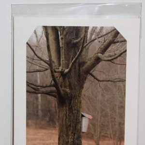 Two Photo frame greeting cards. Fine art.  Nature photography. Beautiful.  Maple syrup production.
